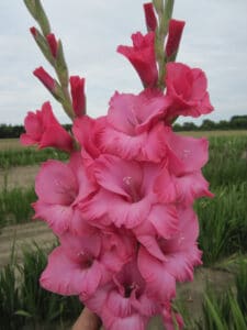 Pink Gladioli flower named after Queen's Nurse Tracy
